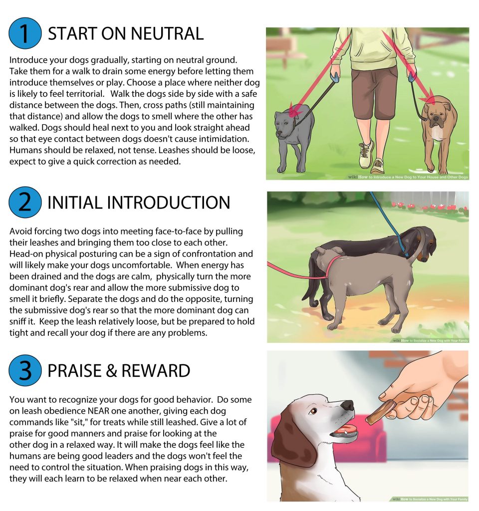 TRAINING TIPS: Dog Introductions - Successful Meet & Greets - Lucky ...