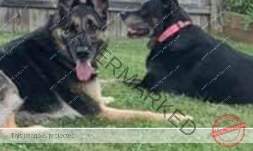 Casey & Lucy Loo Casey & Lucy Loo