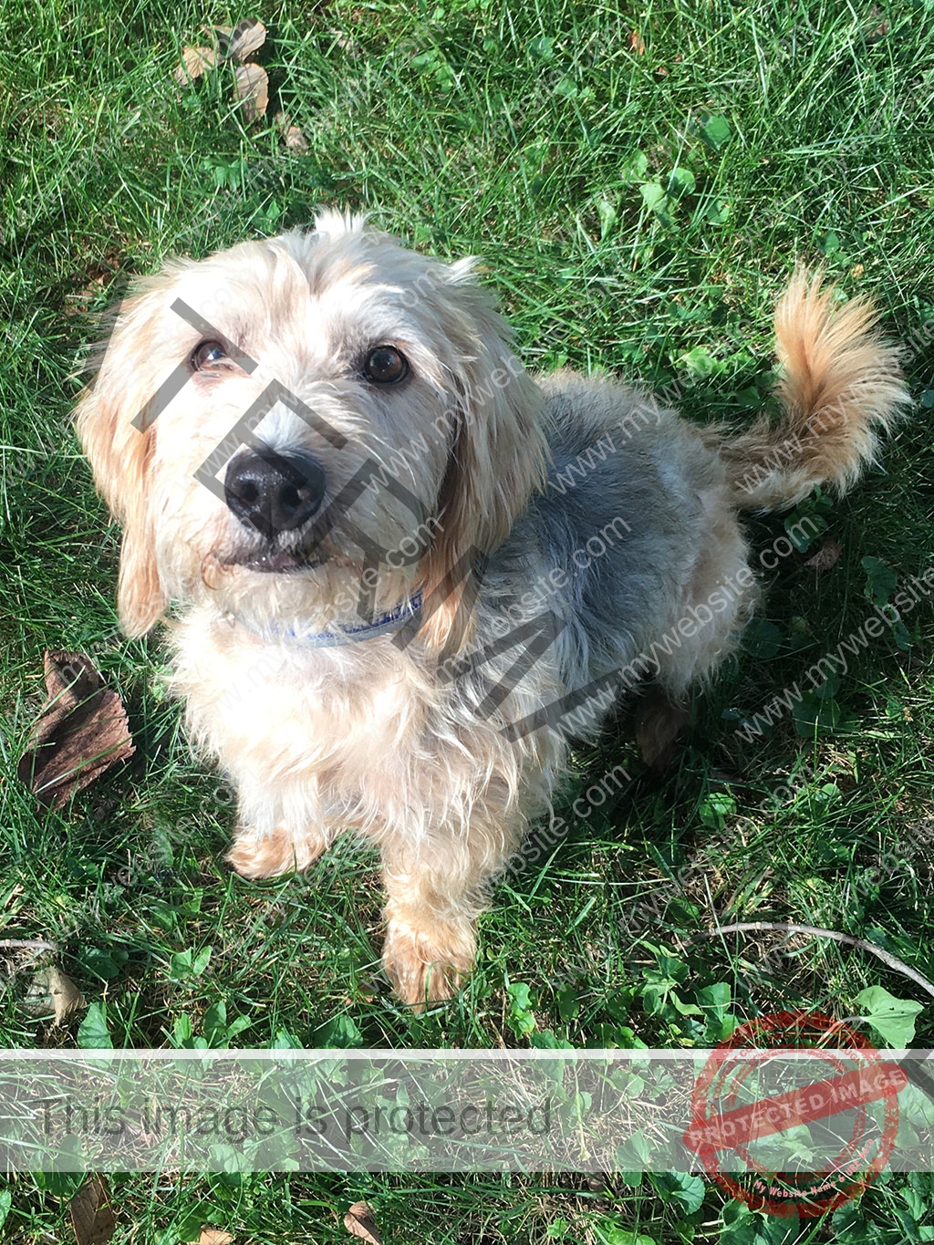 Adopt Curly - Lucky Chance Rescue