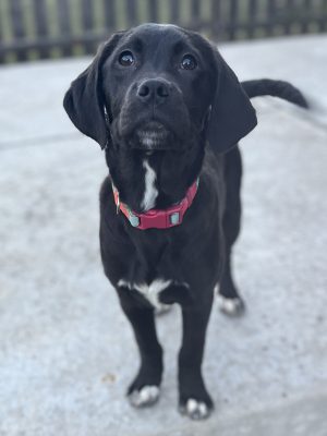 Adopt Callisto Lucky Chance Rescue