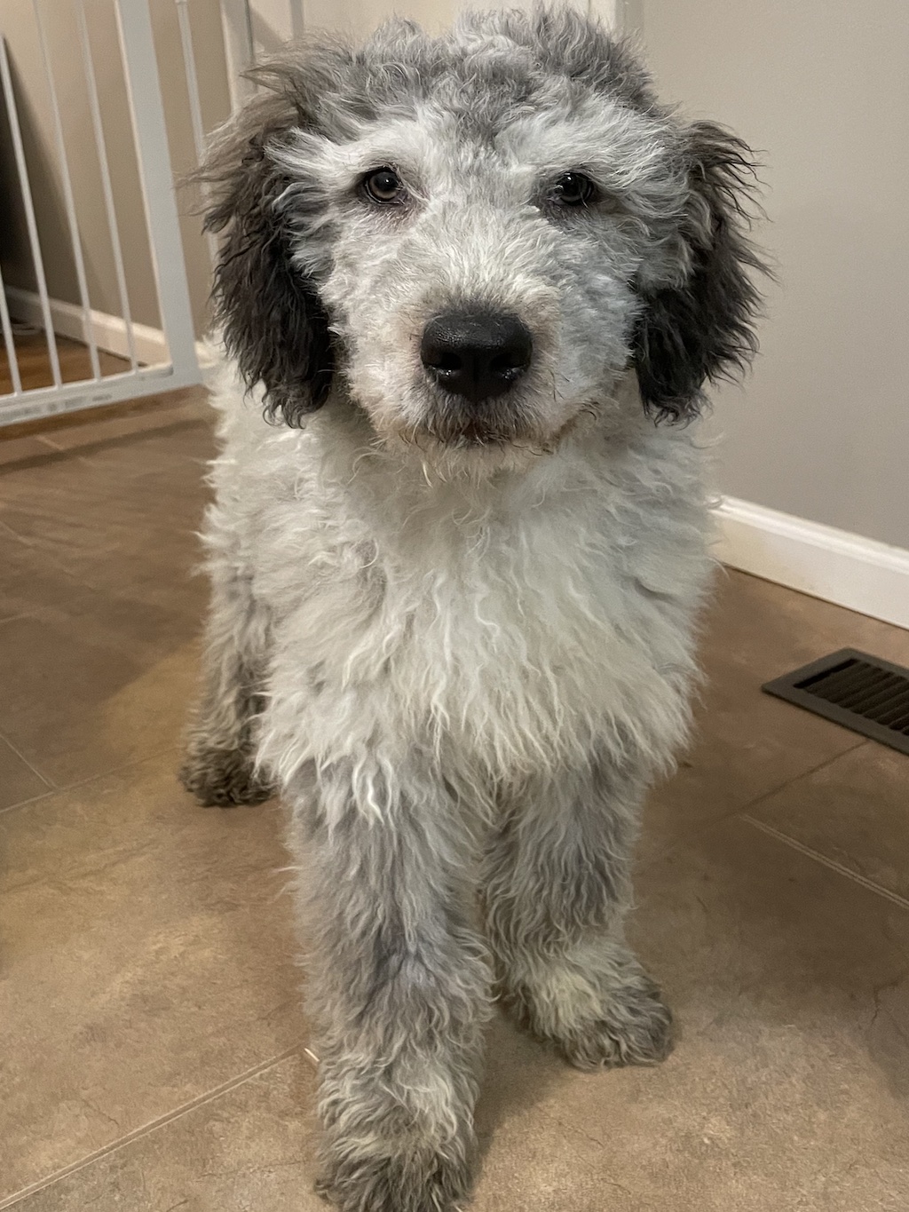 Aussiedoodle store for adoption