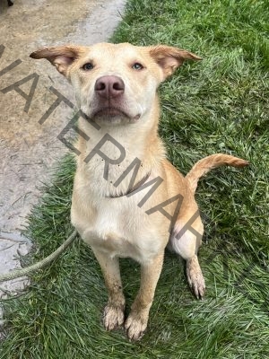 Dieter Available To Adopt