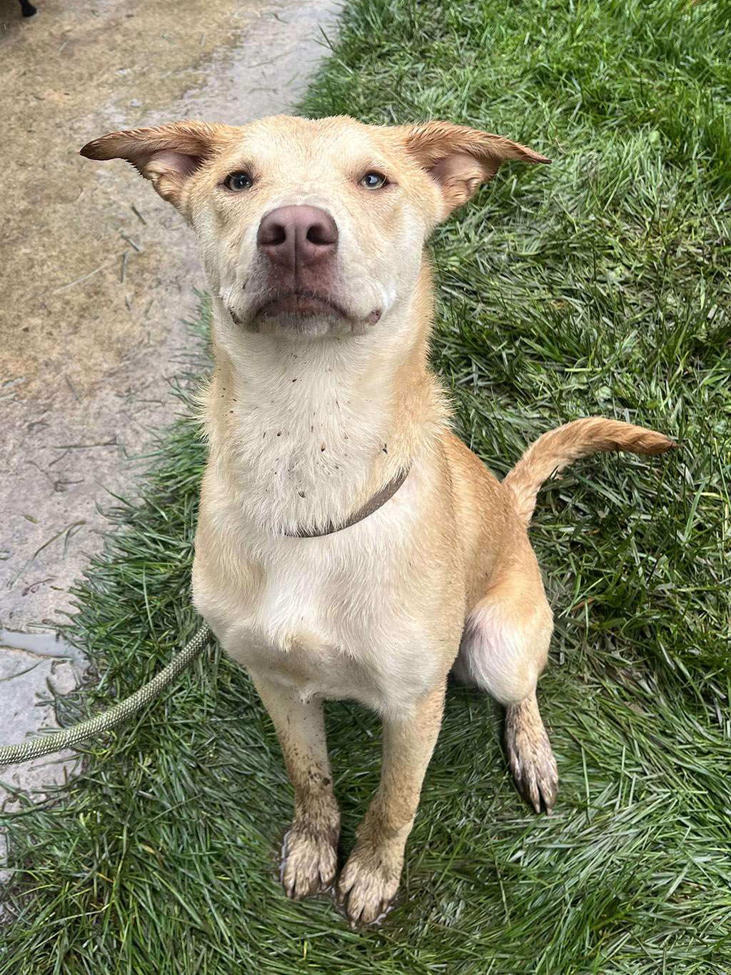 Dieter Available To Adopt
